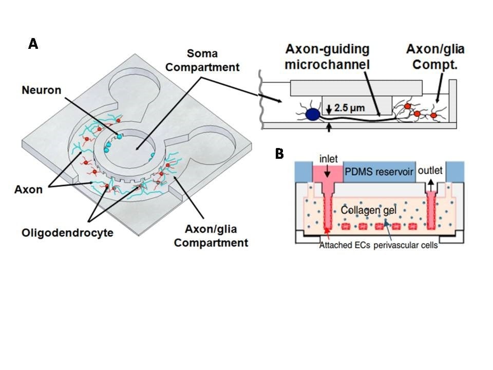 Microfluidic 3D cultures An advanced tool to study the cultures at a
